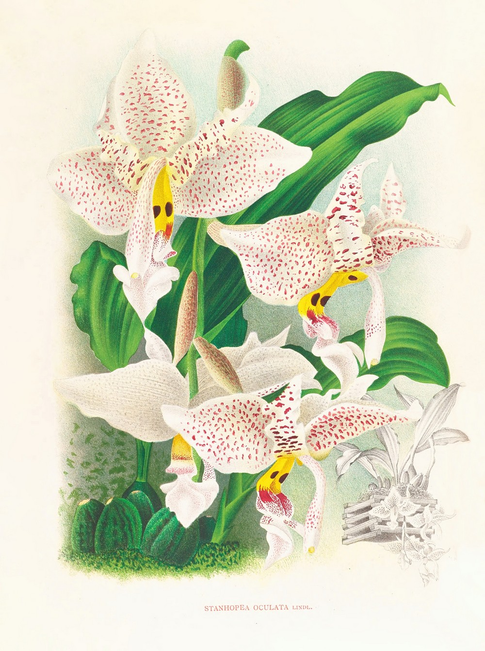 Stanhopea oculata