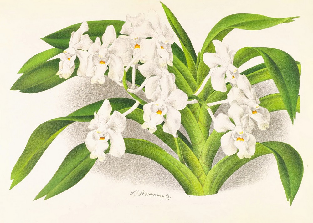 Vanda denisoniana