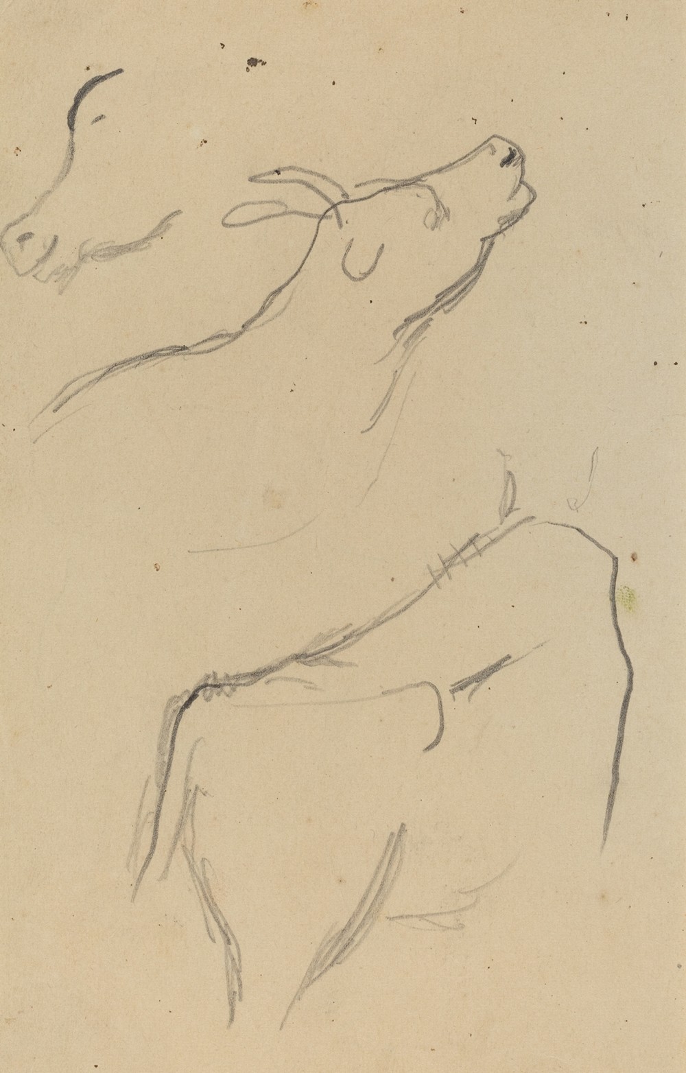 Studies of a Cow (verso)