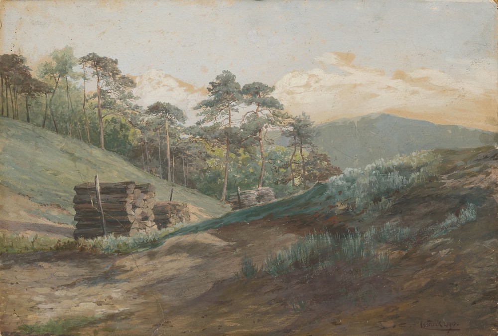 Forest Valley with Wood Logs