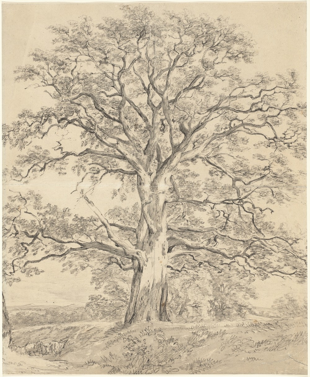 A Great Oak Tree (c. 1801)