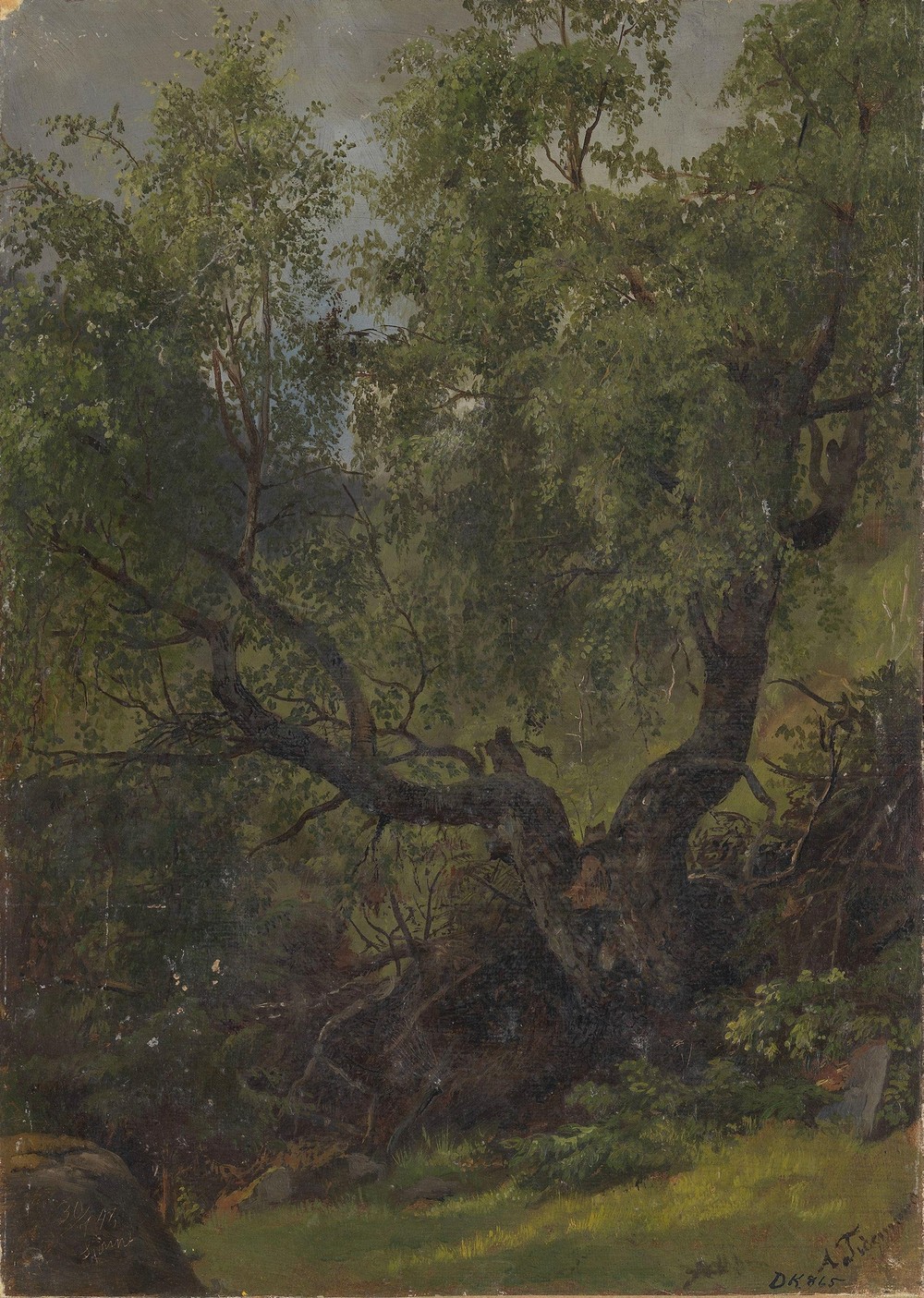 Forest Study from Numedal