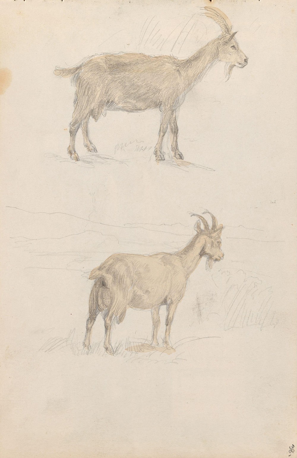 Geiter