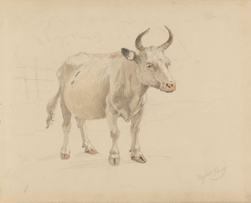 Ku med horn