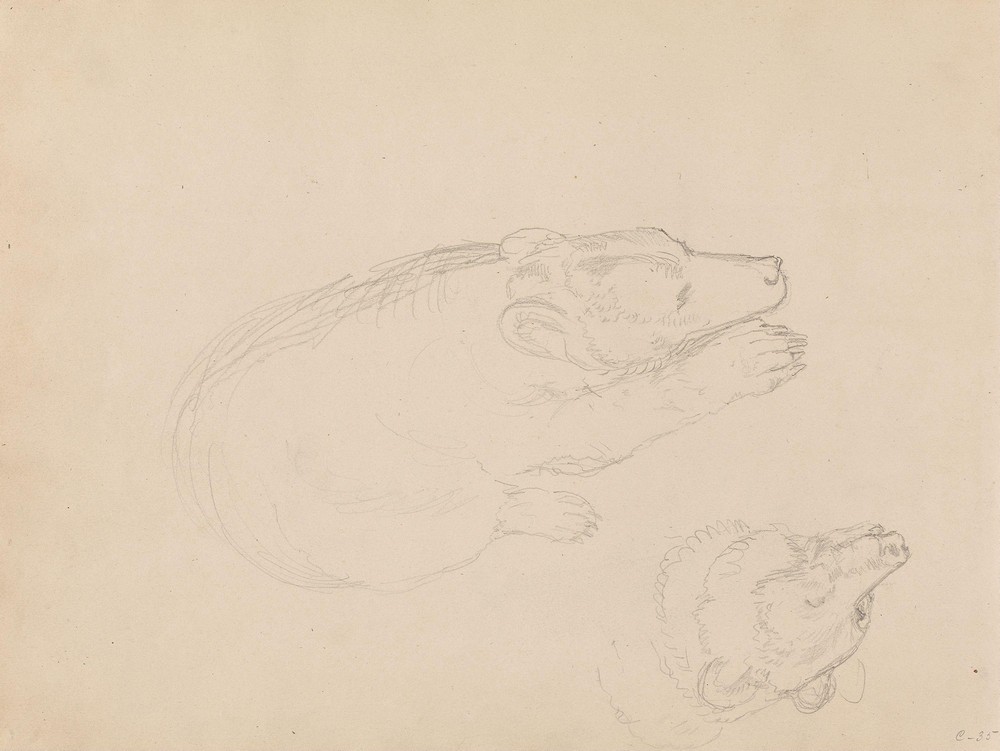 Studies of bears (between 1845 and 1852)