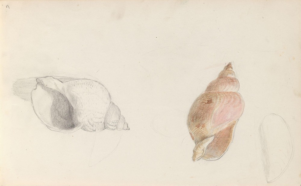 Studies of conch (1856 or 1857)