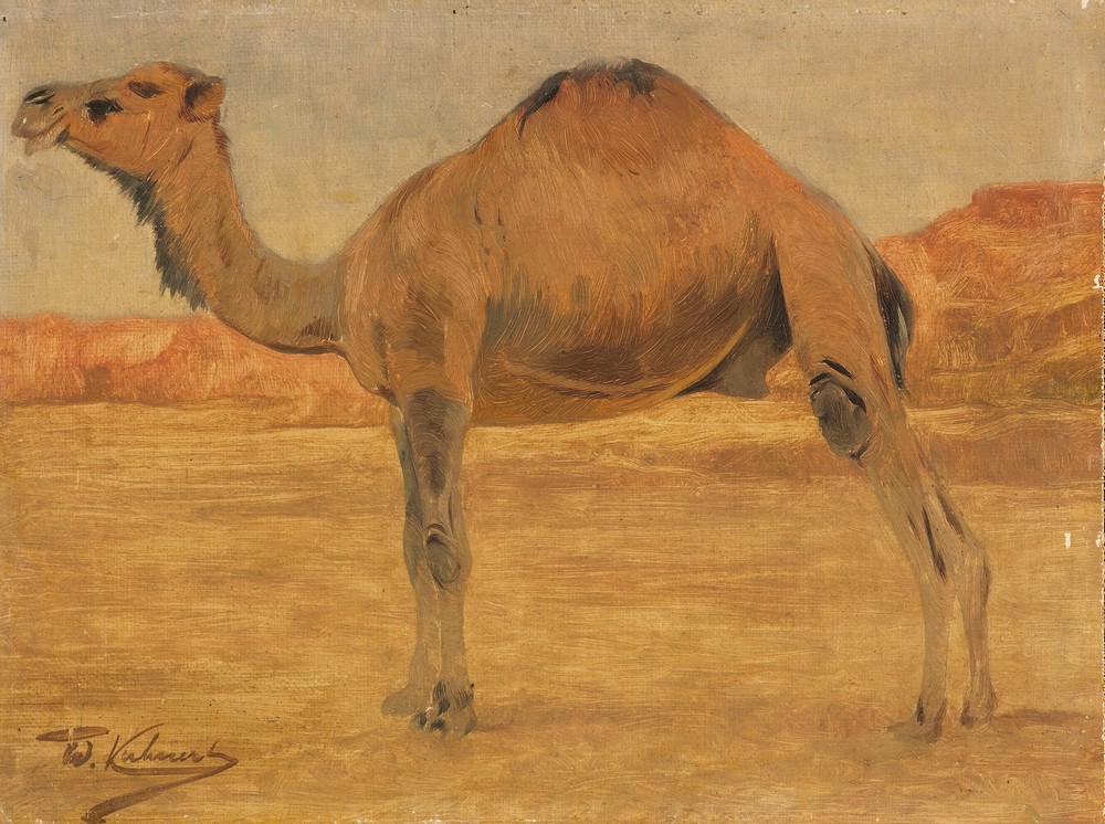 Dromedar (Ca. 1885-1890)