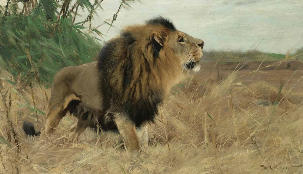 Beberlöwe (Berber Lion)