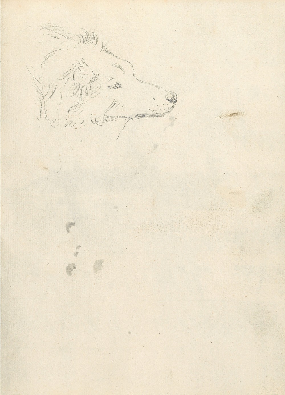 Head of a Dog (1774–75)