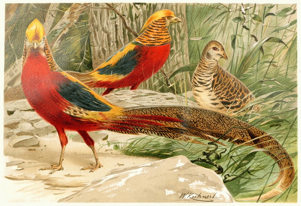 Golden Pheasants
