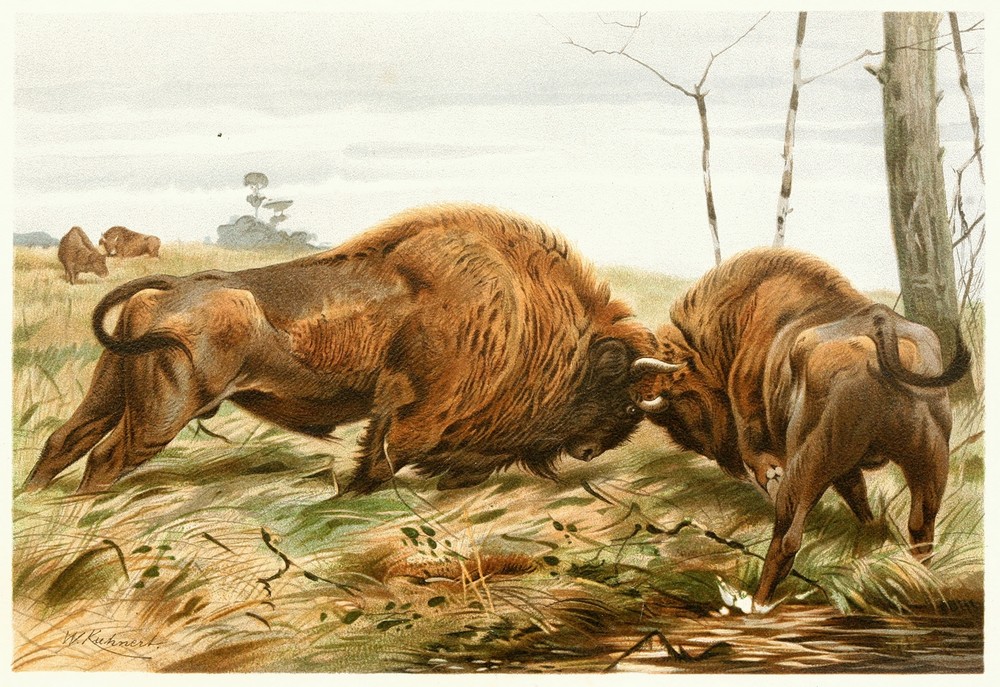 The European Bison