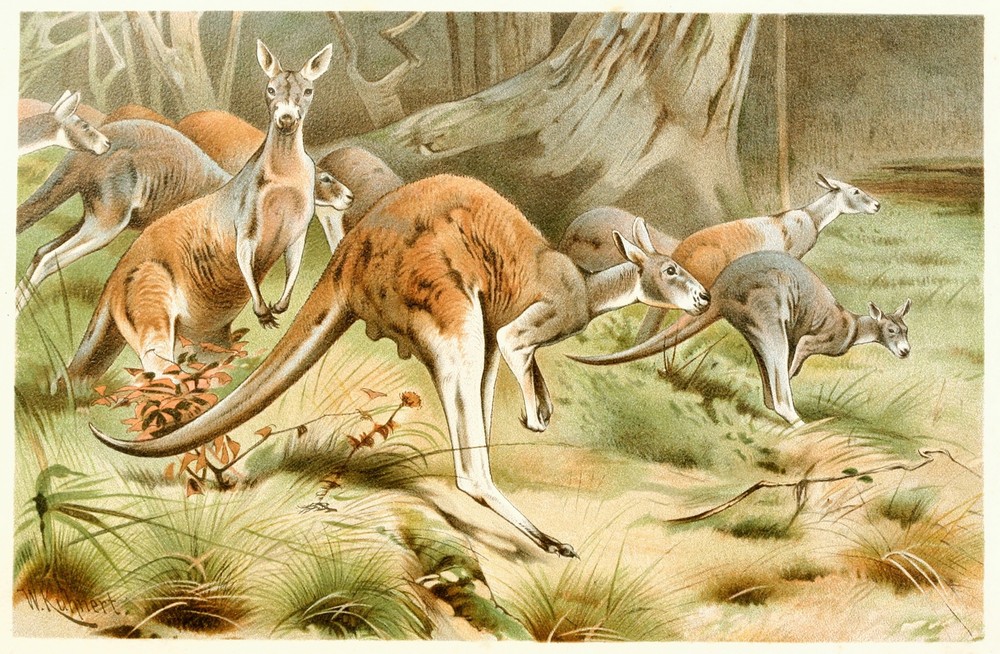 The Red Kangaroo