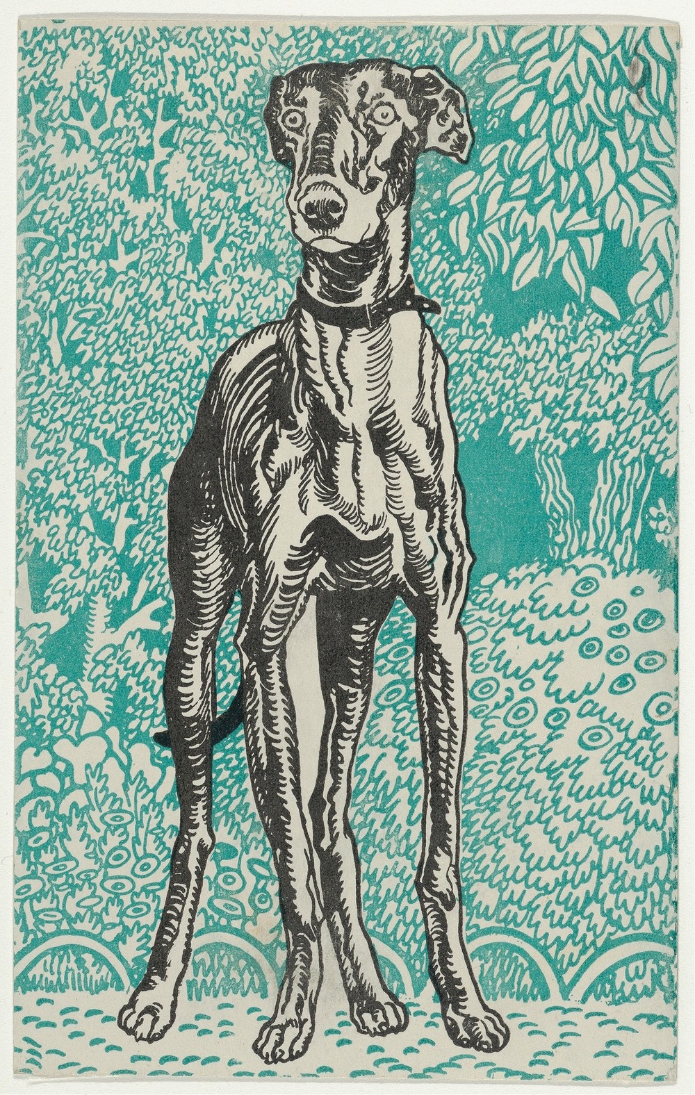 Greyhound