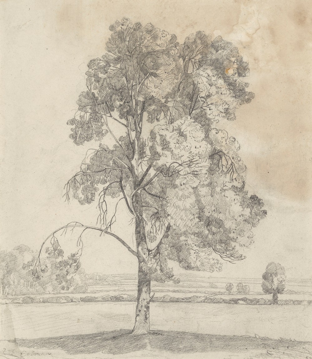 Study of a tree