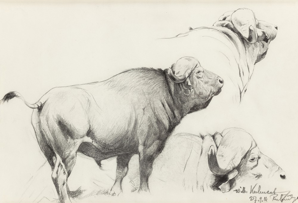 Cape Buffalo