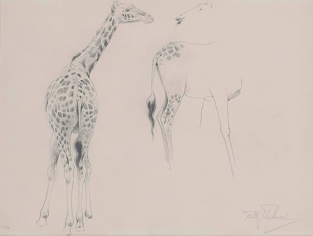 A study of two giraffes