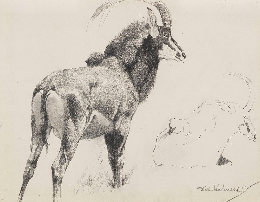 Rappenantilope