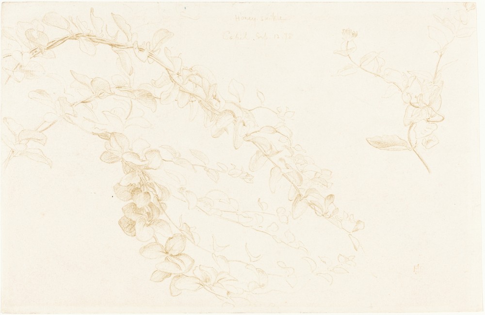 Honeysuckle
