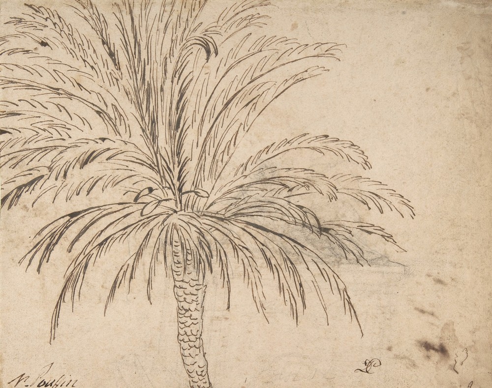Study of a Palm Tree (ca. 1635–40)