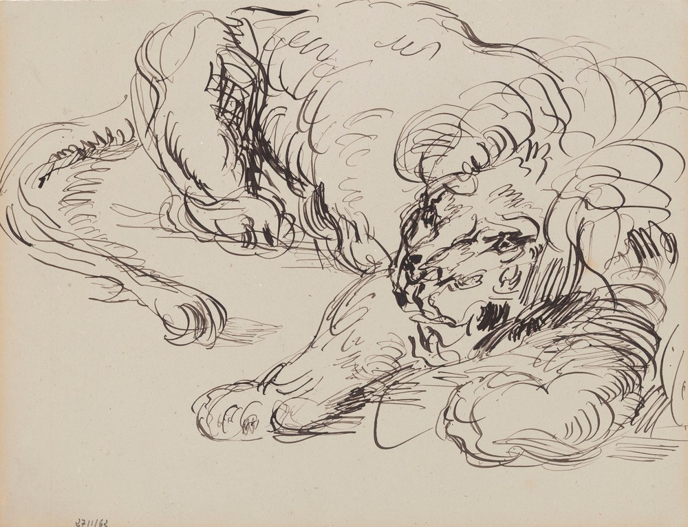 Lion Resting