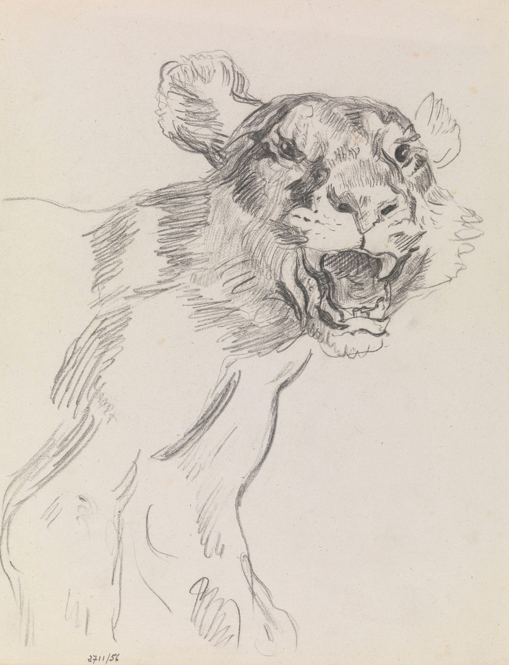 Study of a Wild Animal