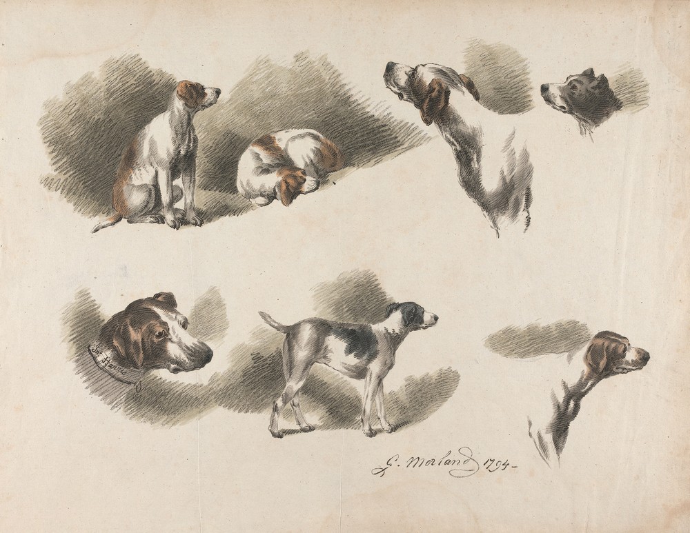 Seven studies on hound