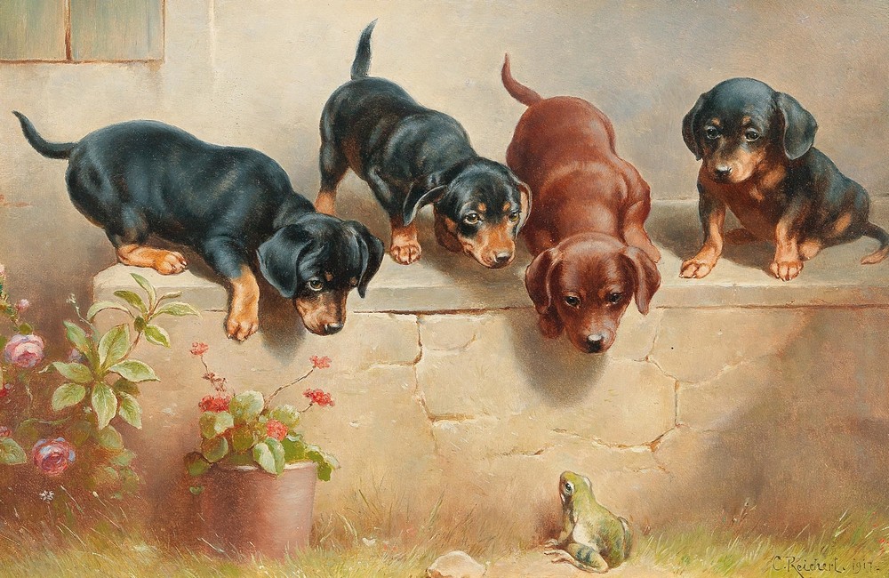 Curious dachshund puppies and a frog