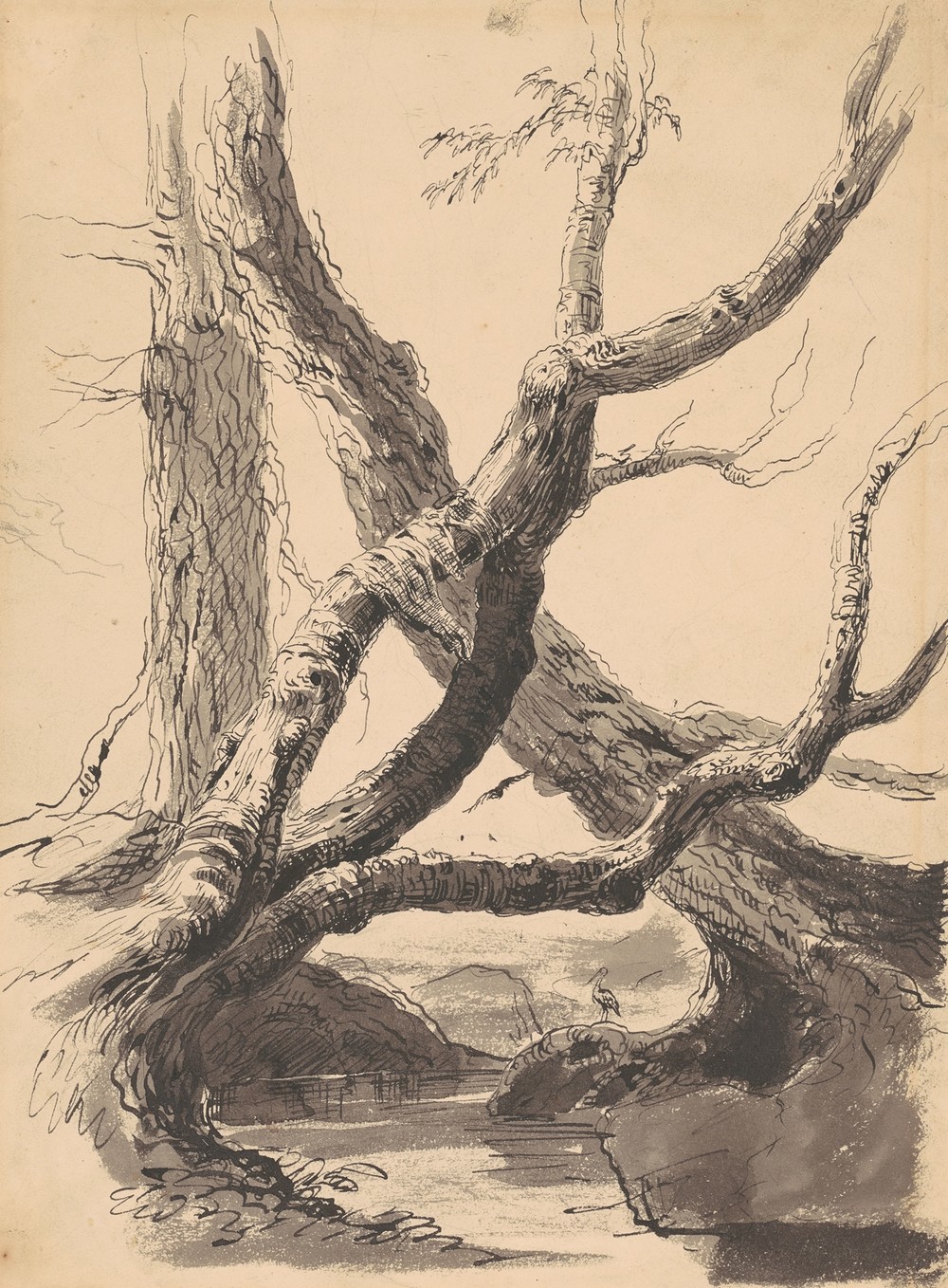 Tree Trunks