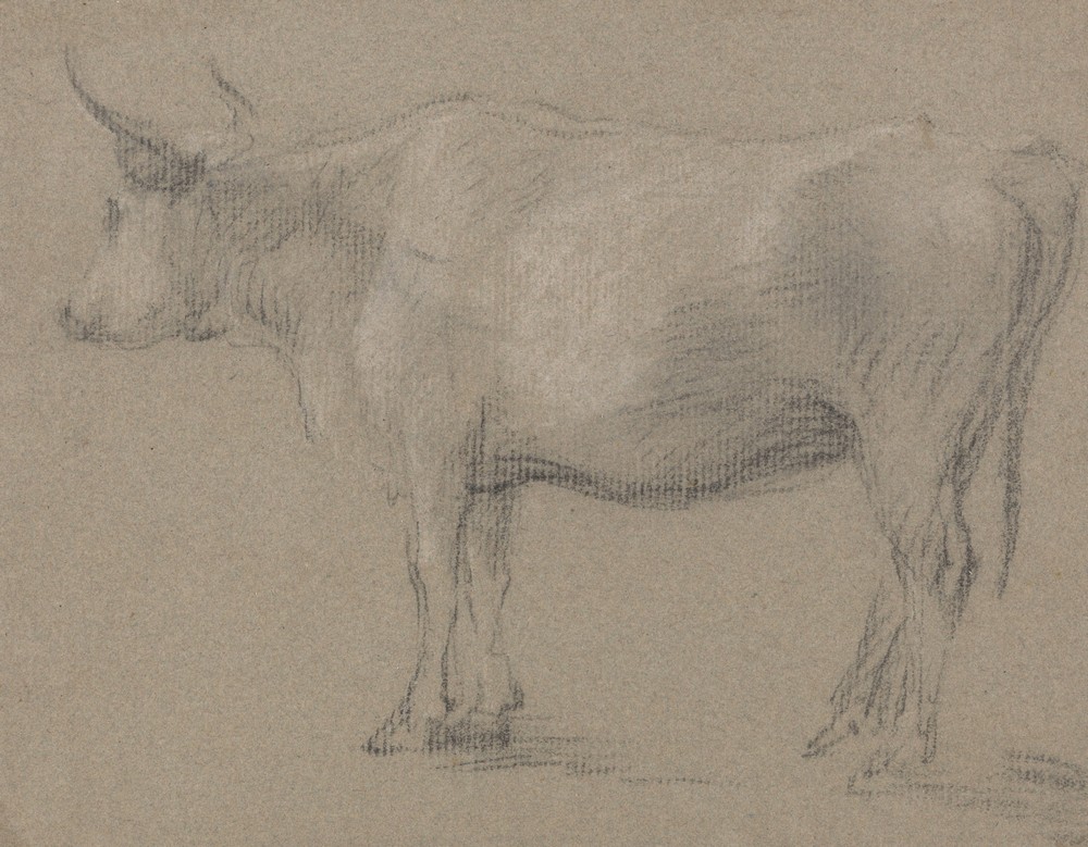 Study of a Cow (between 1755 and 1760)
