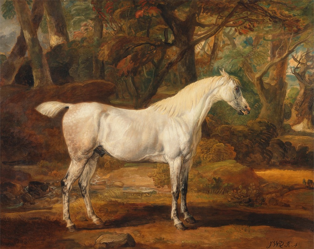 Grey Arabian stallion, the property of Sir Watkin Williams-Wynn (ca. 1817)