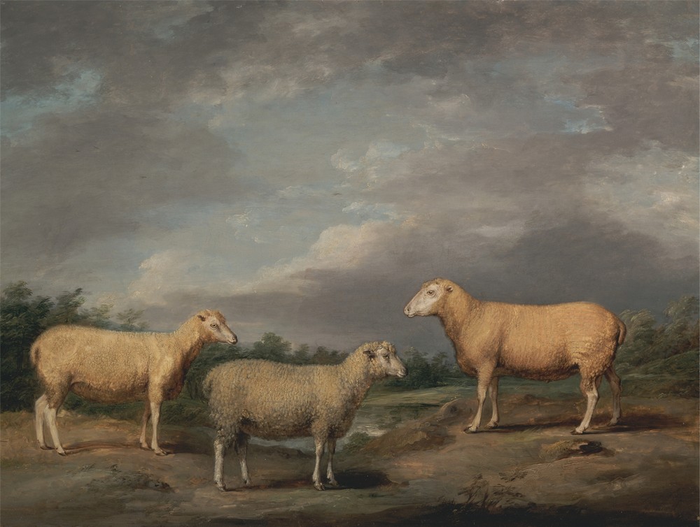 Ryelands Sheep, the King’s Ram, the King’s Ewe and Lord Somerville’s Wether
