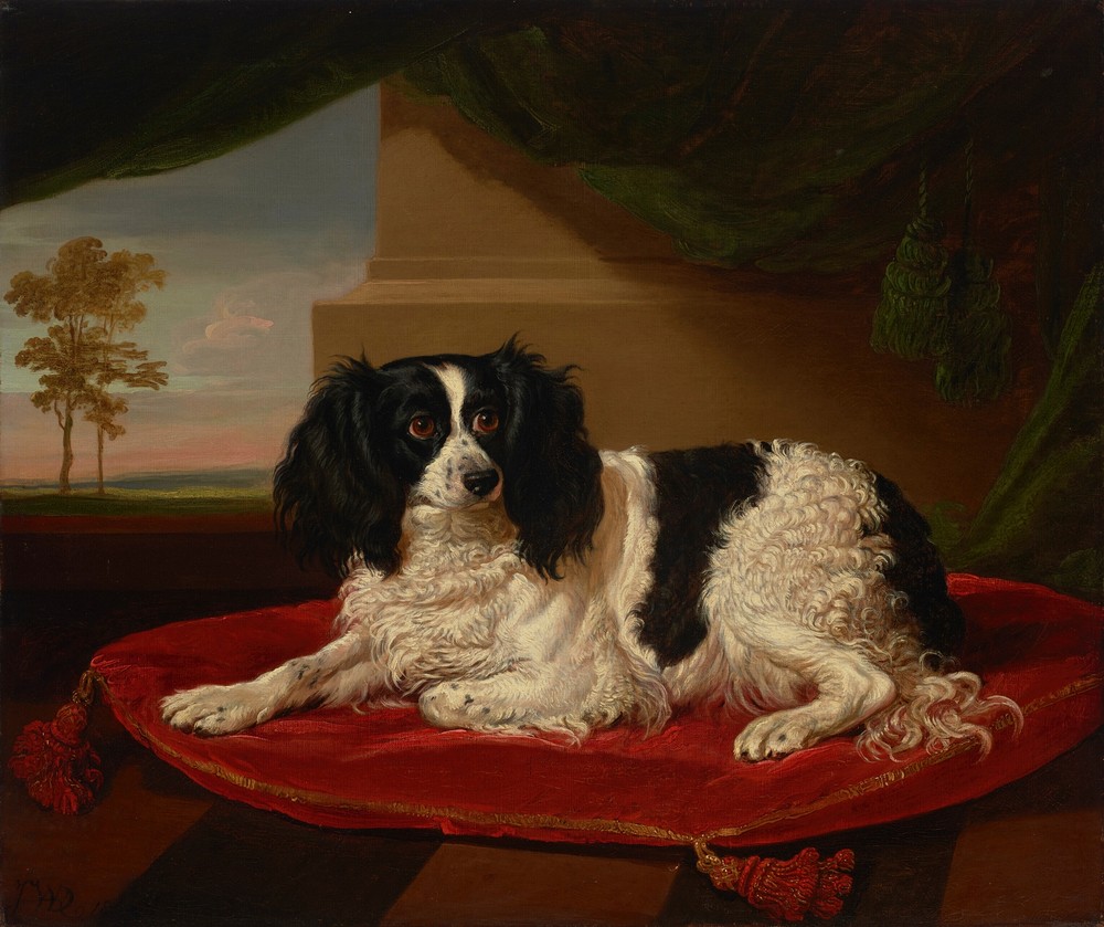 A King Charles Spaniel on a red cushion