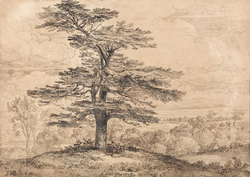 A Cedar on a Rise with a Herd of Deer Grouped Beneath its Shade