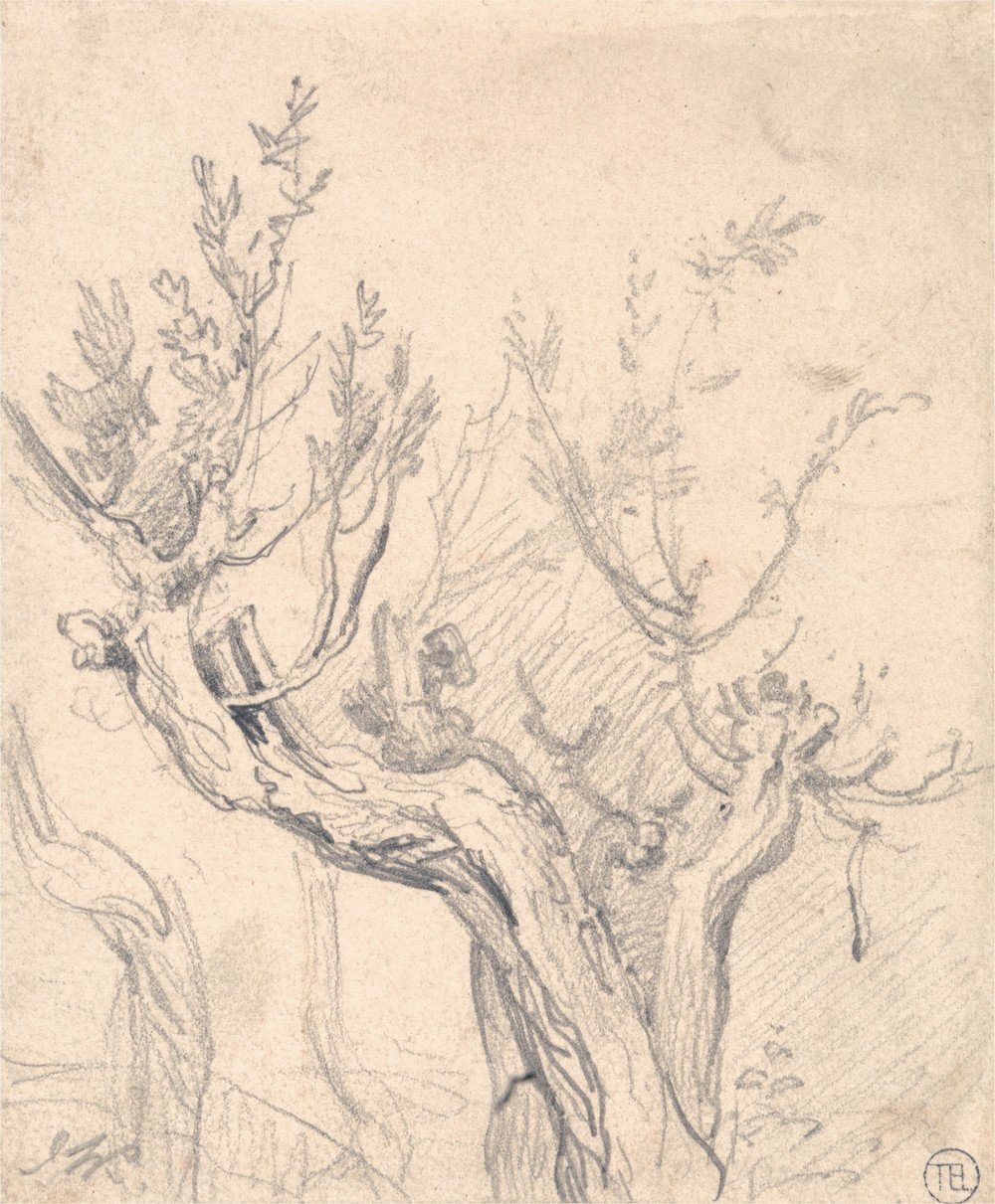 A Gnarled Tree