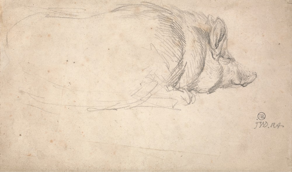 A Hog, Sleeping (ca. 1807)