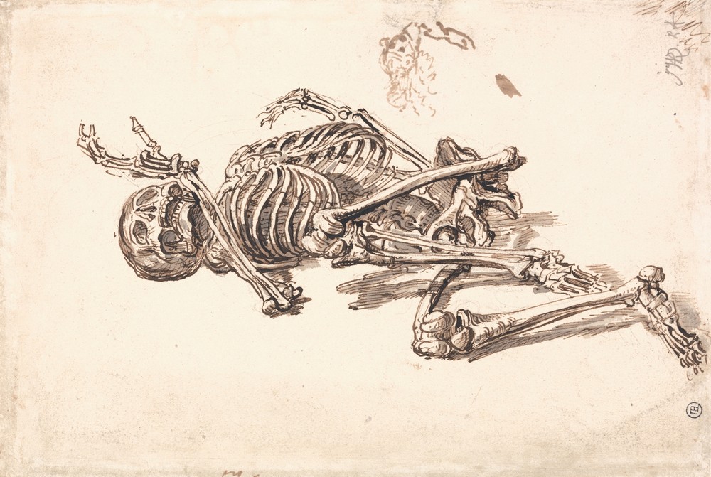 A Human Skeleton