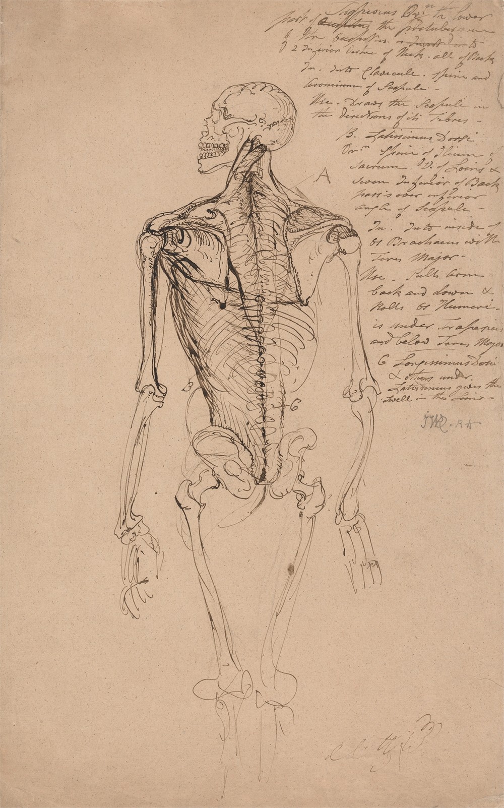 Drawing of a Man’s Skeleton