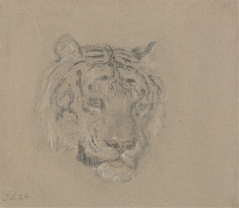 Head of a Tiger