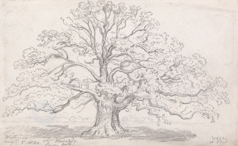 Mr. Howard’s Large Oak, August 5, 1820