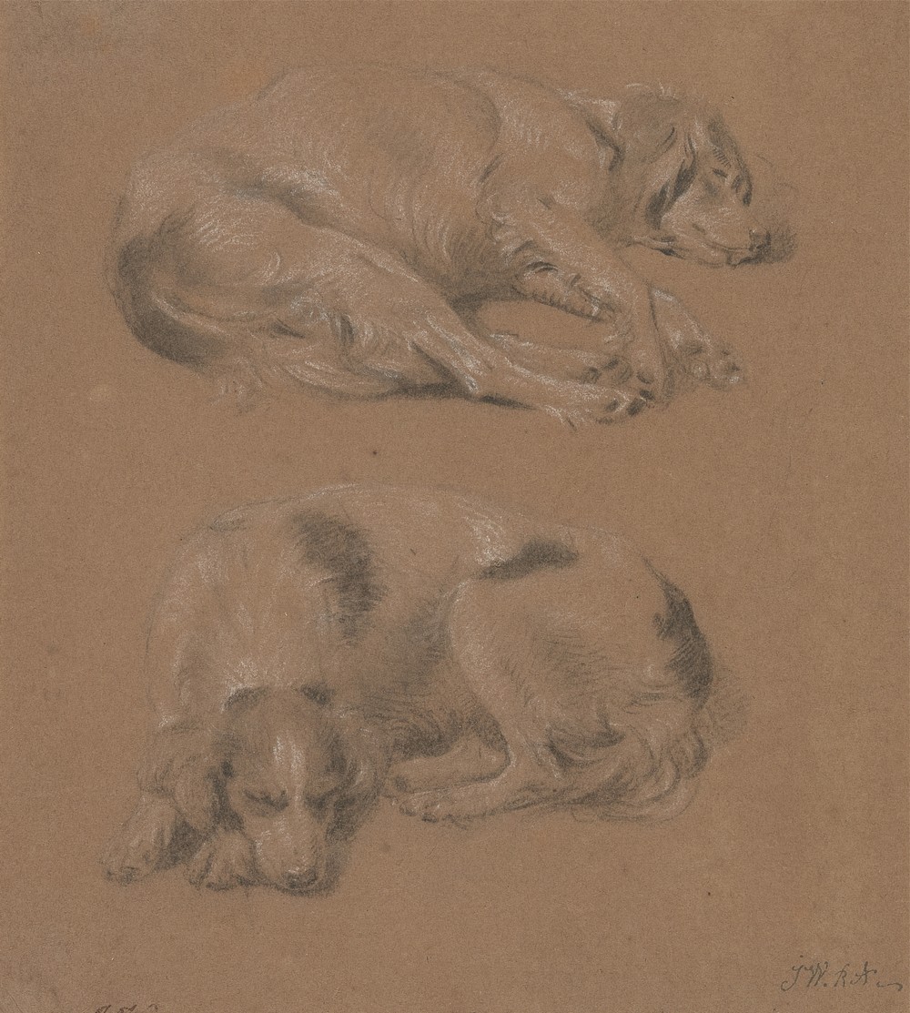 Studies of Dogs lying down