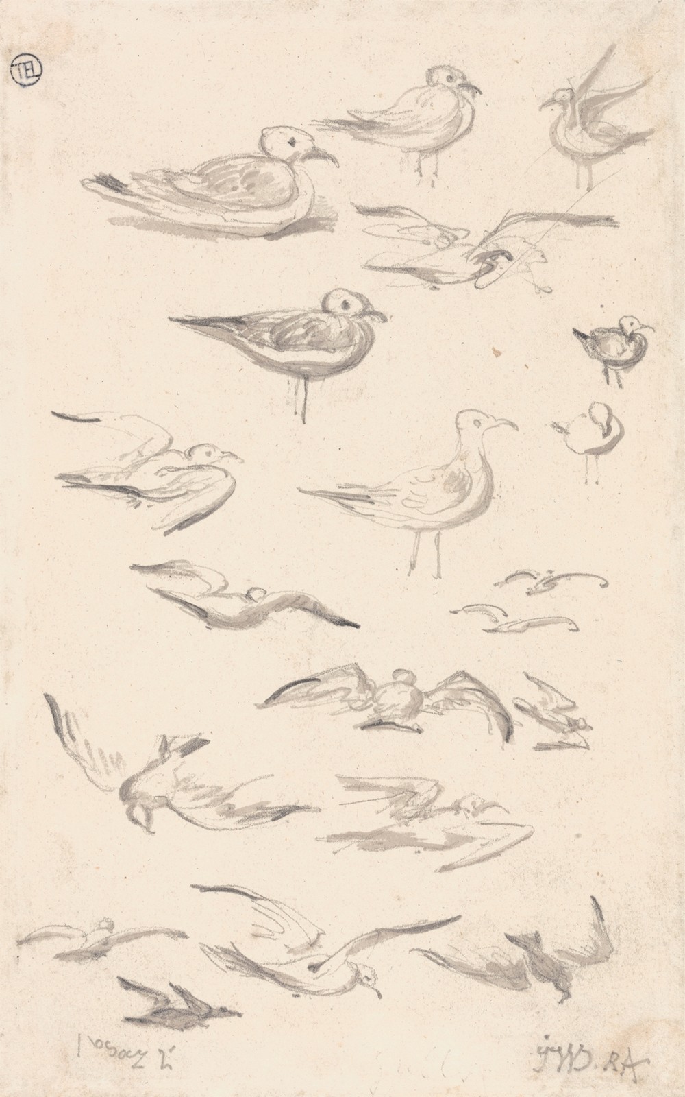 Studies of Gulls