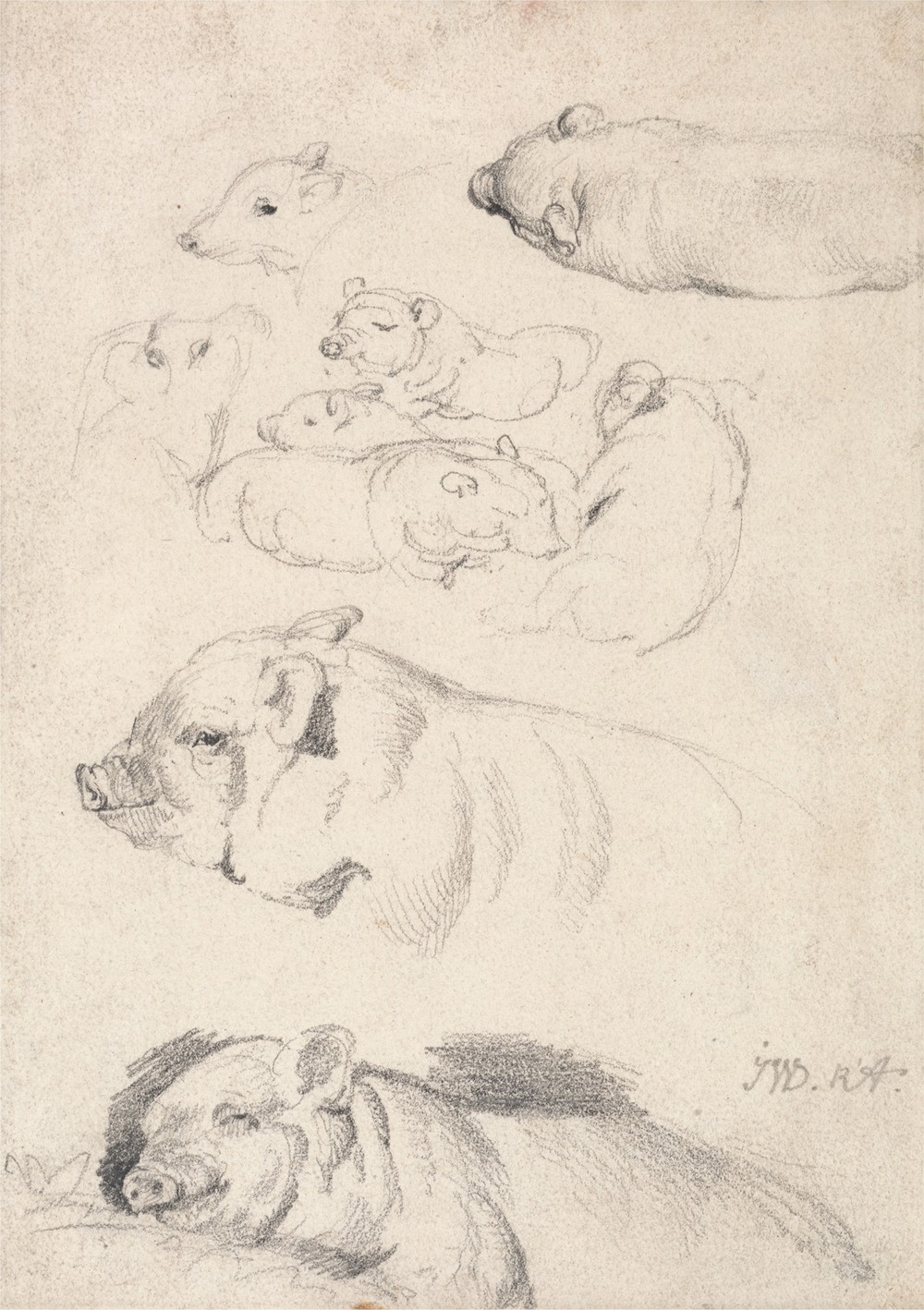 Studies of Pigs