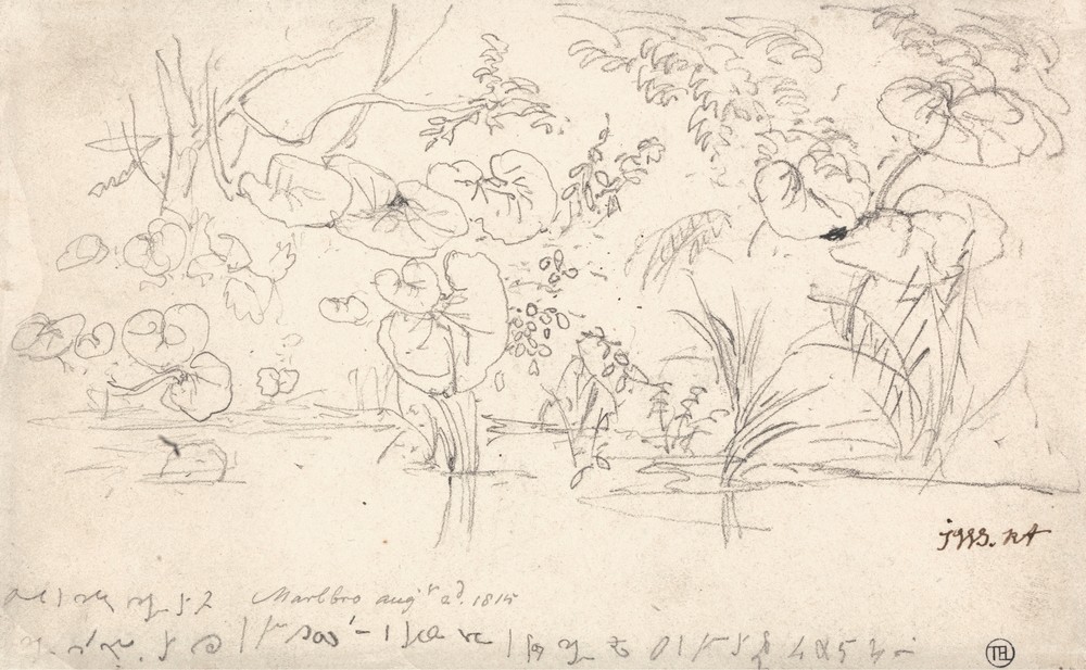 Studies of Plants, August 2, 1815