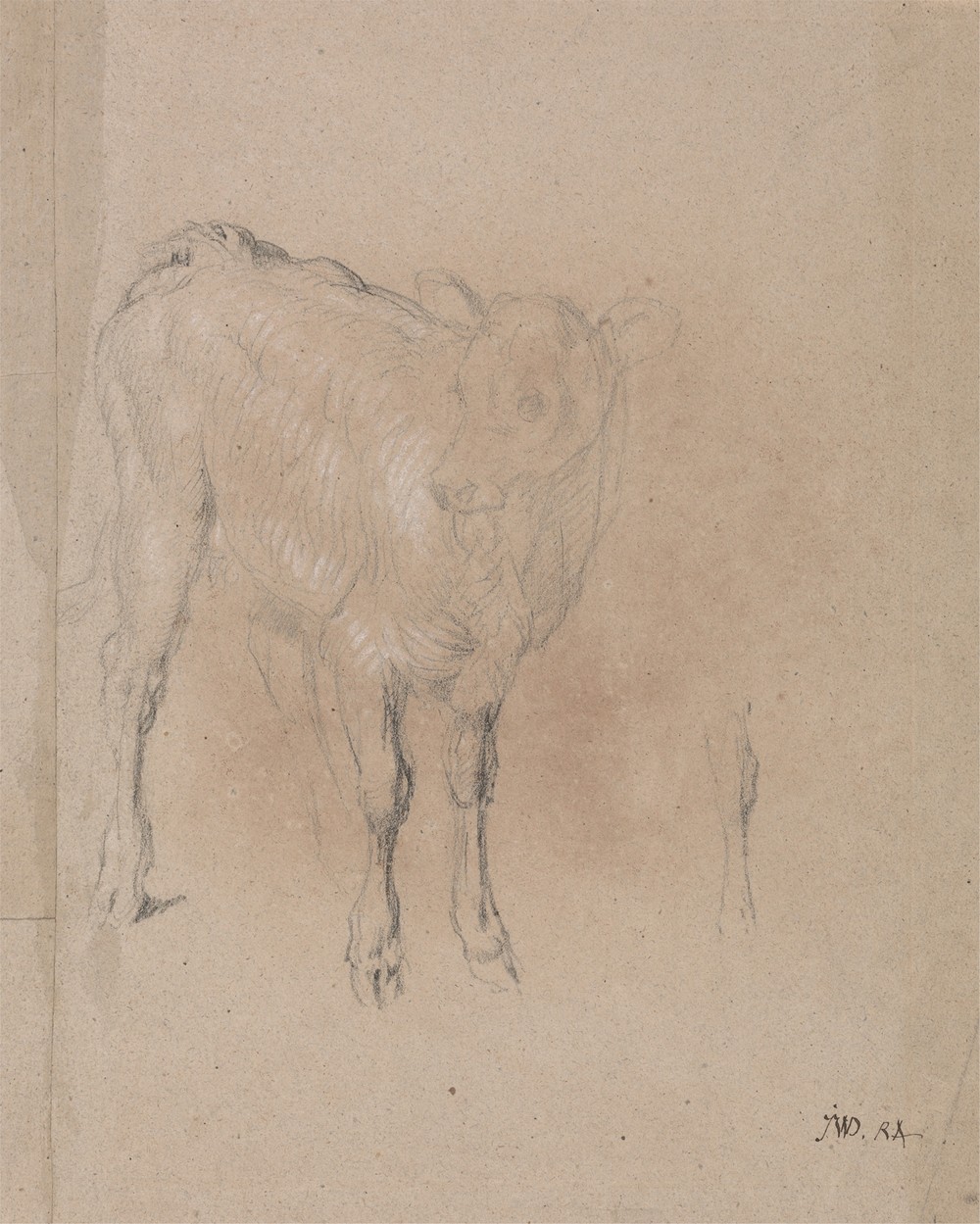 Study of a Calf