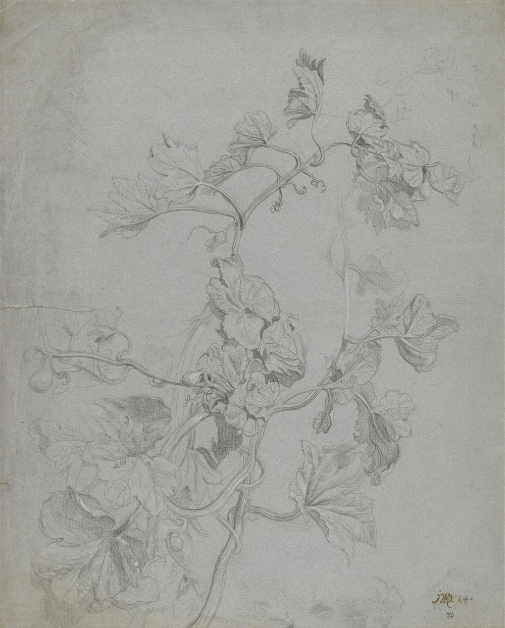 Study of a Climbing Plant (Pumpkin Family)