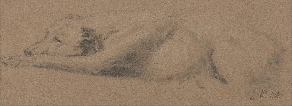 Study of a Sleeping Dog