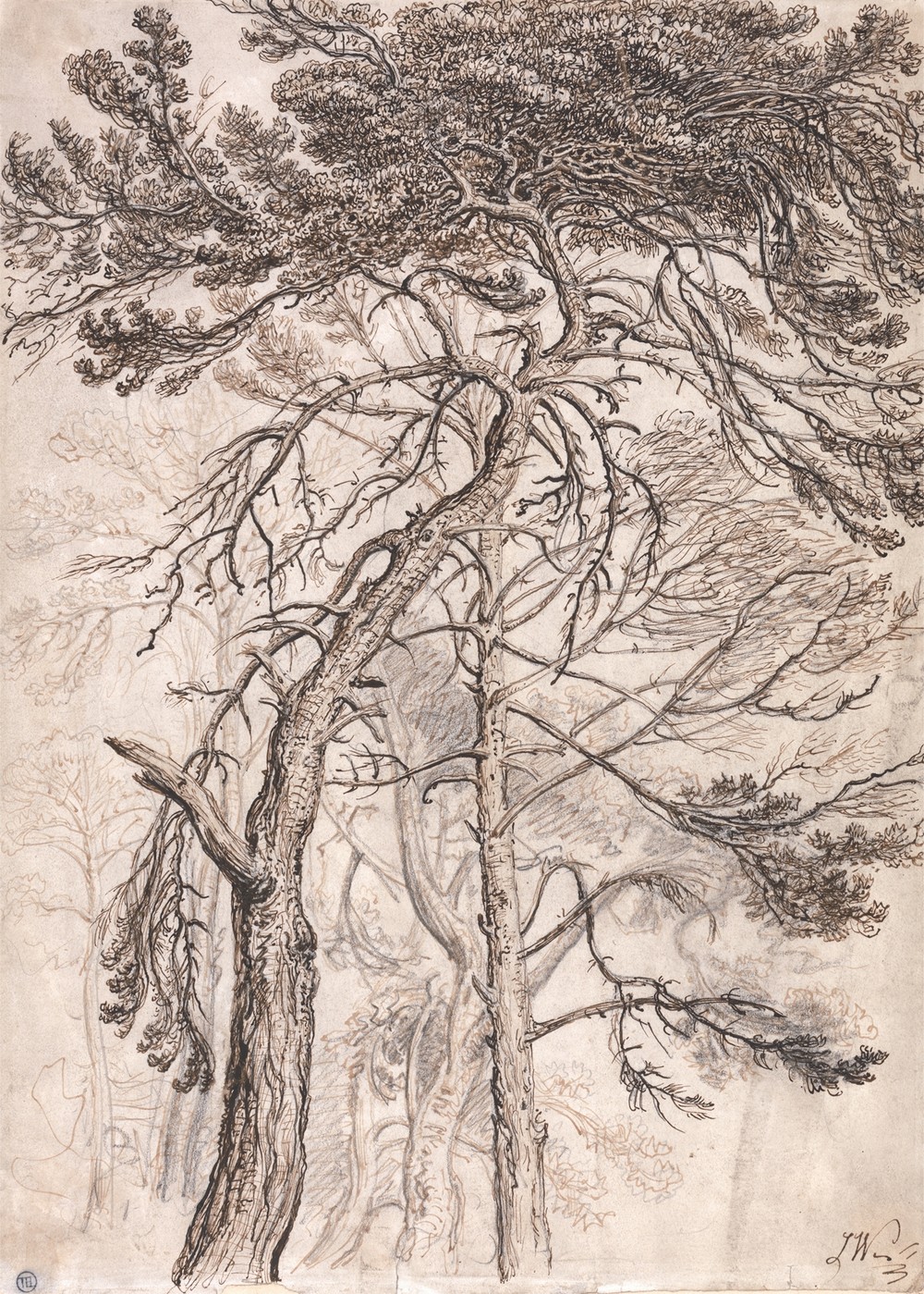 Study of Trees