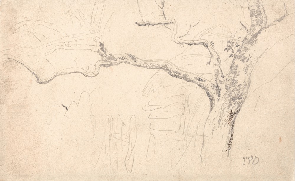 Tree Study