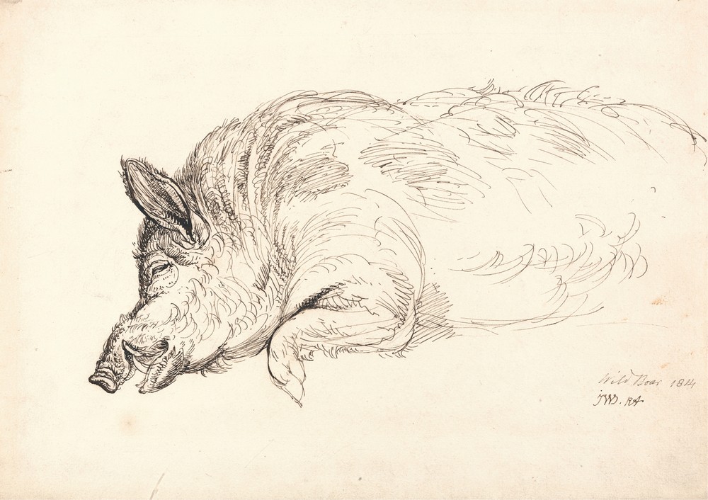 Wild Boar
