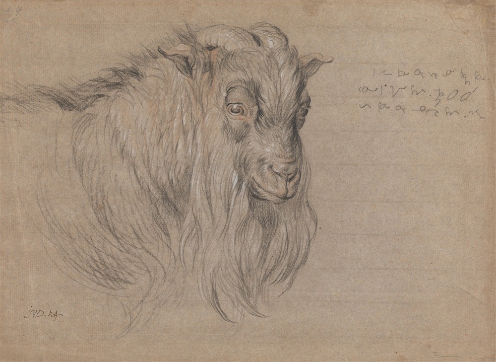 Study of the Head of a Ram